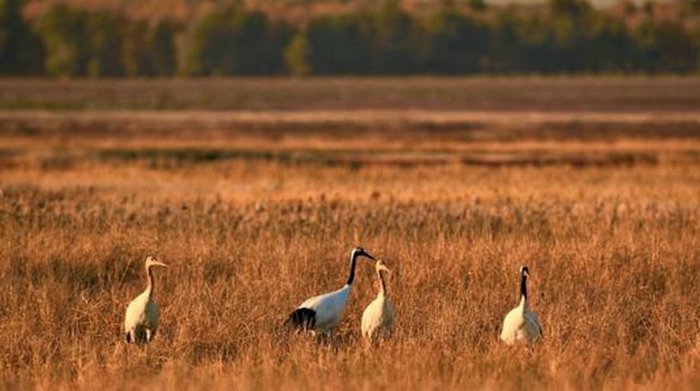 腾博会无线网桥应用于柳州马步水库视频监控项目